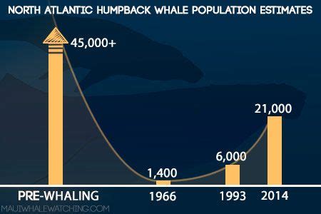are whale population decreasing or increasing